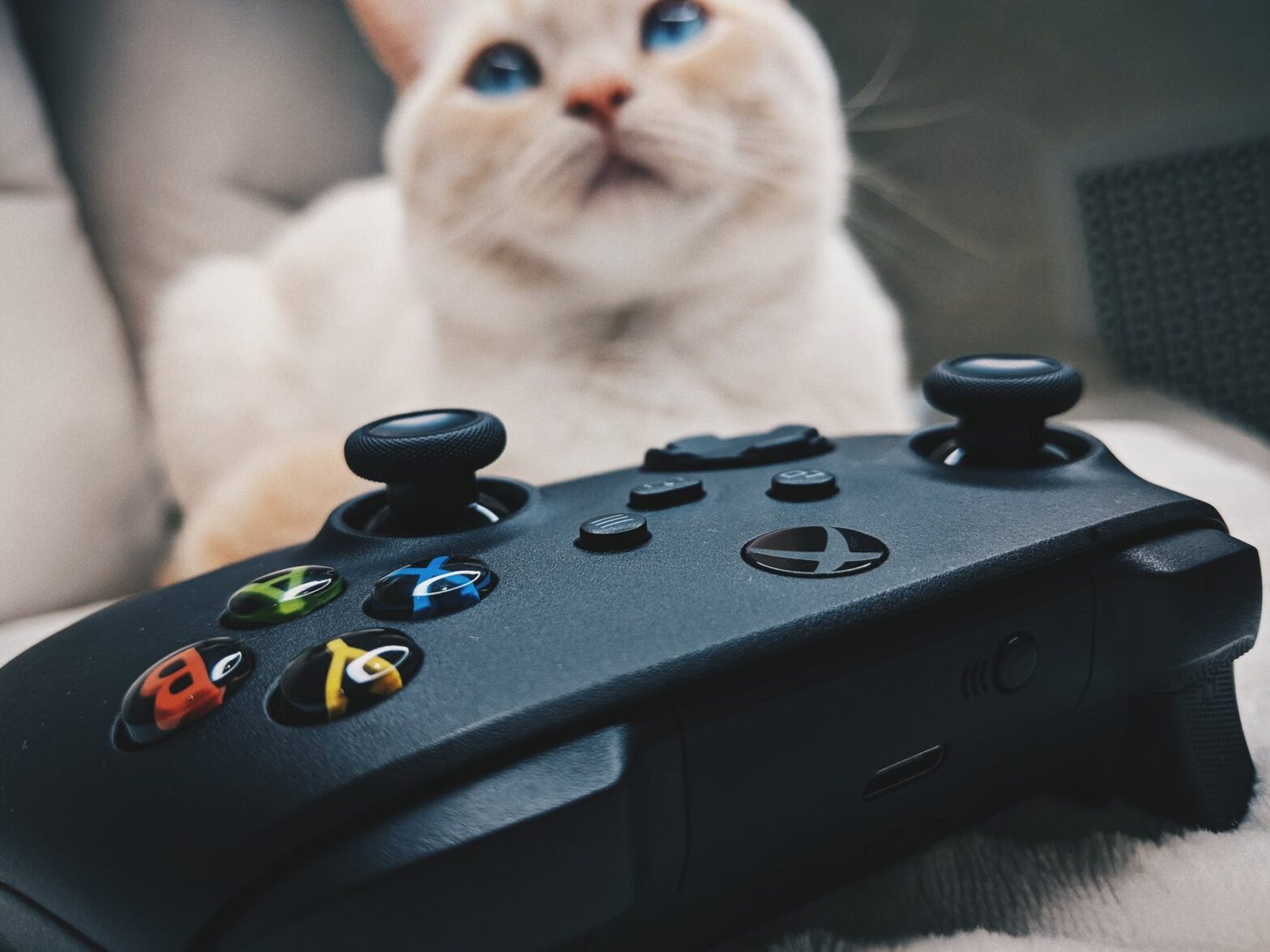 white cat beside black xbox game controller